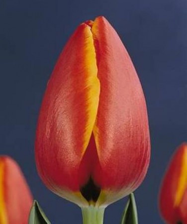 НЕТУ! WORLD'S FAVOURITE - Истинный фаворит! Просто гигант! От 50см! Крупный бутон!